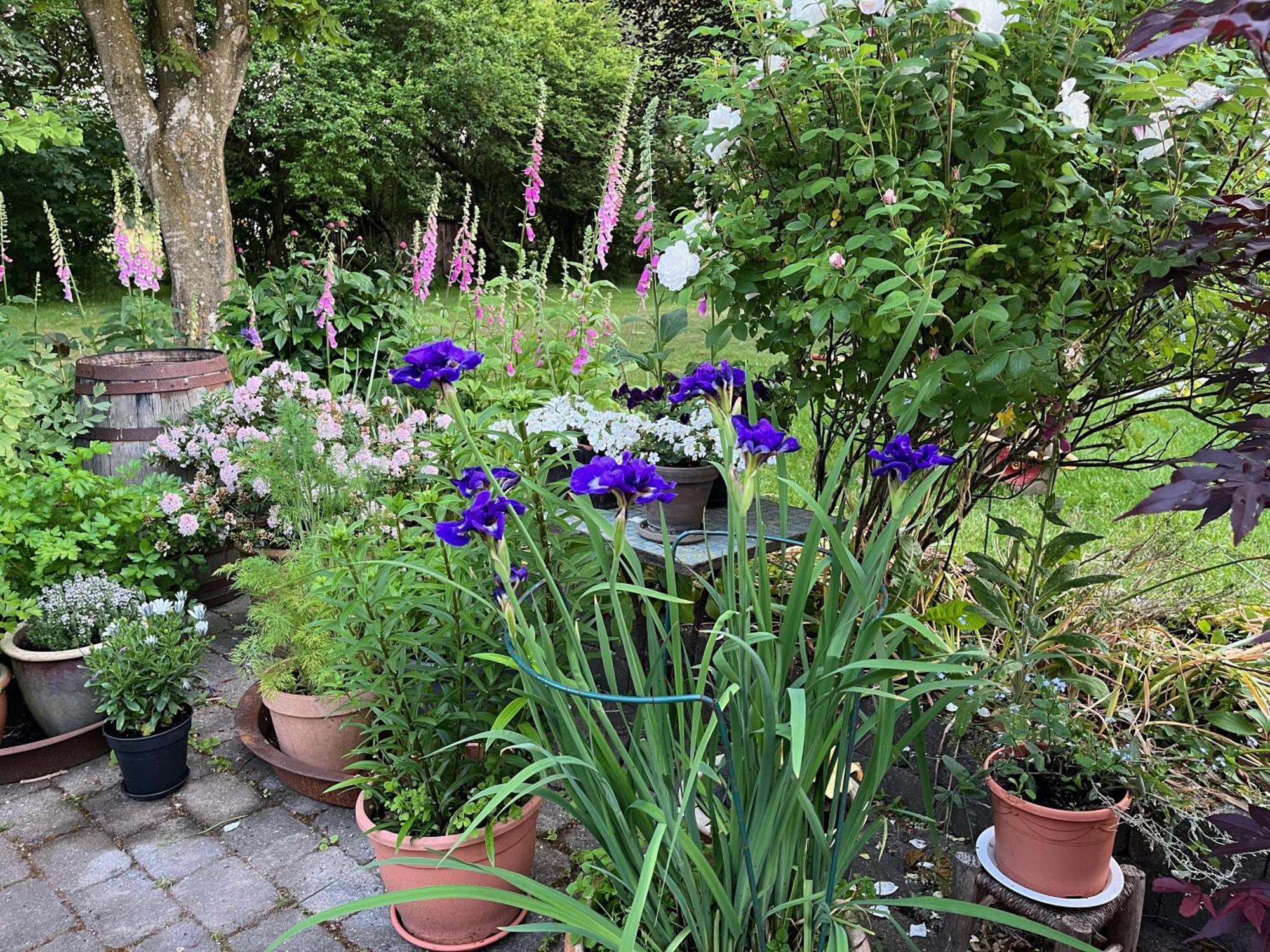 Hjørring Fuglsang Bed & Breakfast المظهر الخارجي الصورة