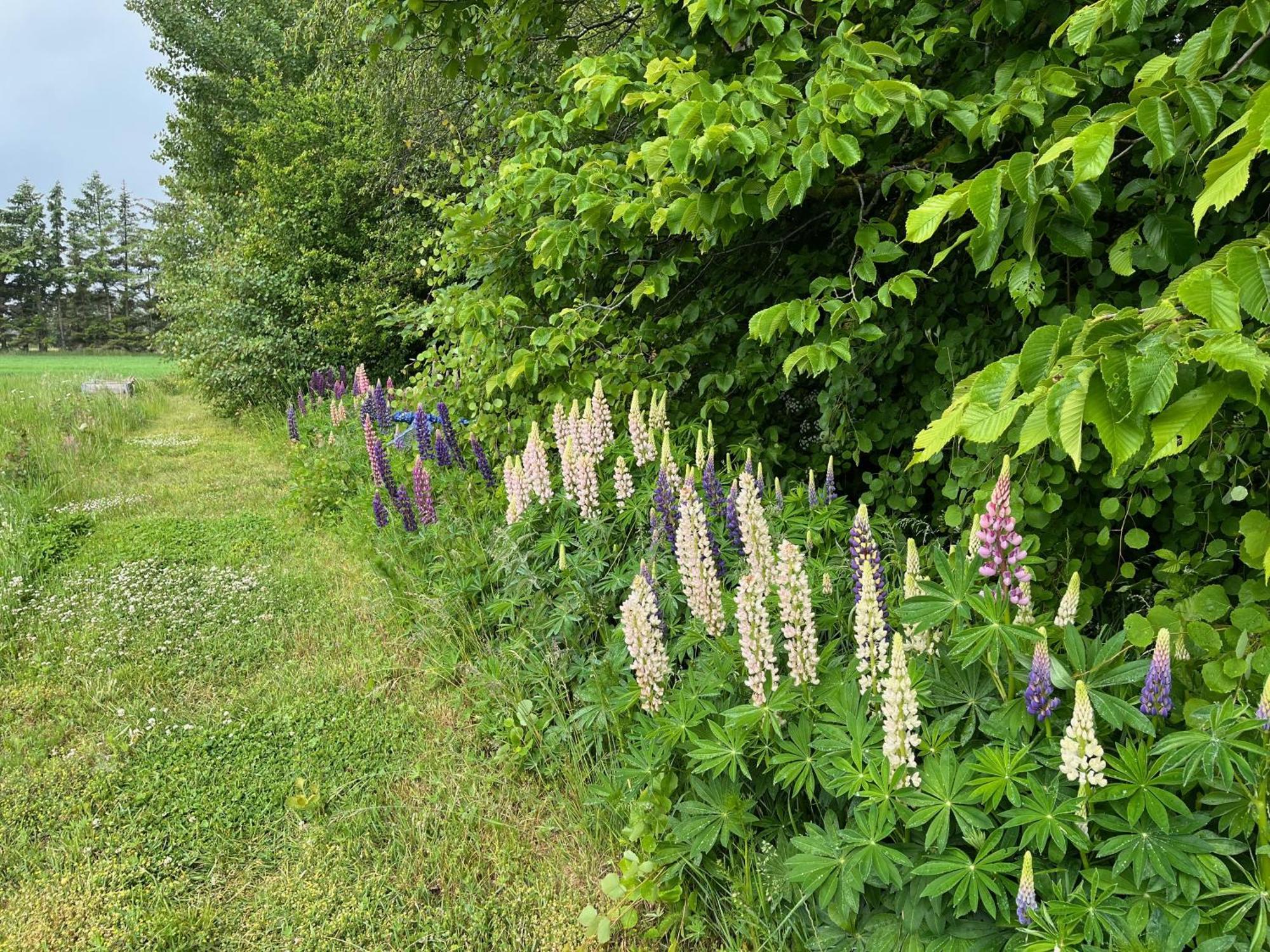 Hjørring Fuglsang Bed & Breakfast المظهر الخارجي الصورة